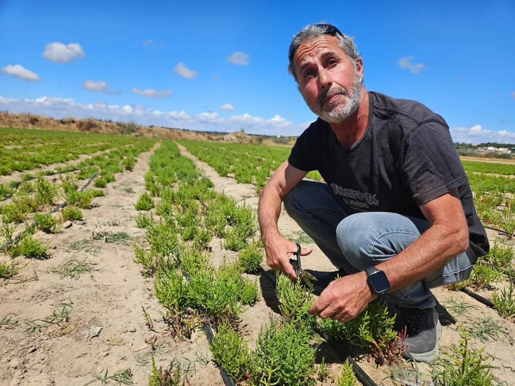 Salicornia, the plant that was disregarded in the marshes of Huelva and is now studied as a “superfood”