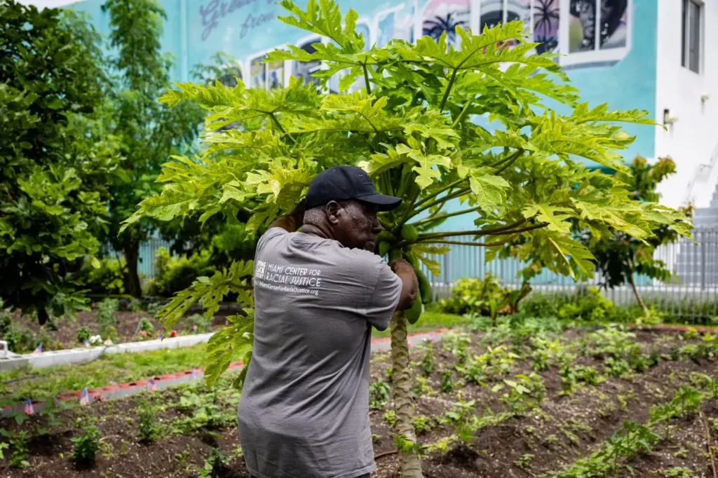 Marvin Dunn revisa unos cultivos en Dunn’s Overtown Farm, el 27 de mayo.