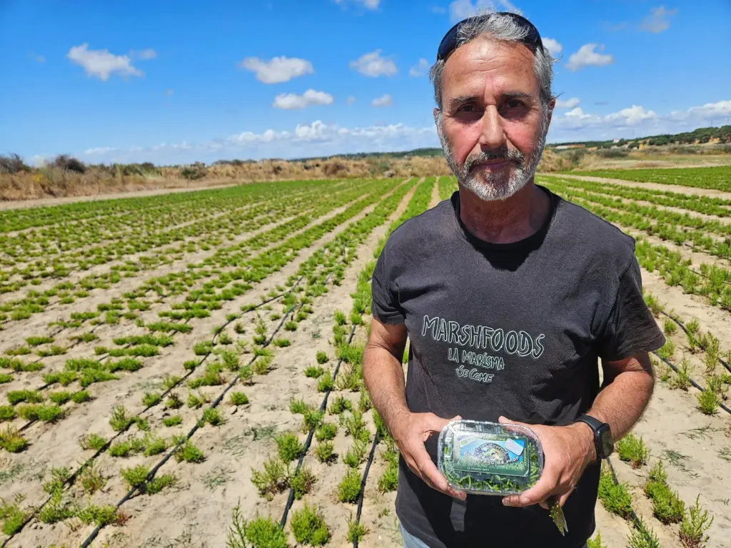 Salicornia, the plant that was disregarded in the marshes of Huelva and is now studied as a “superfood”