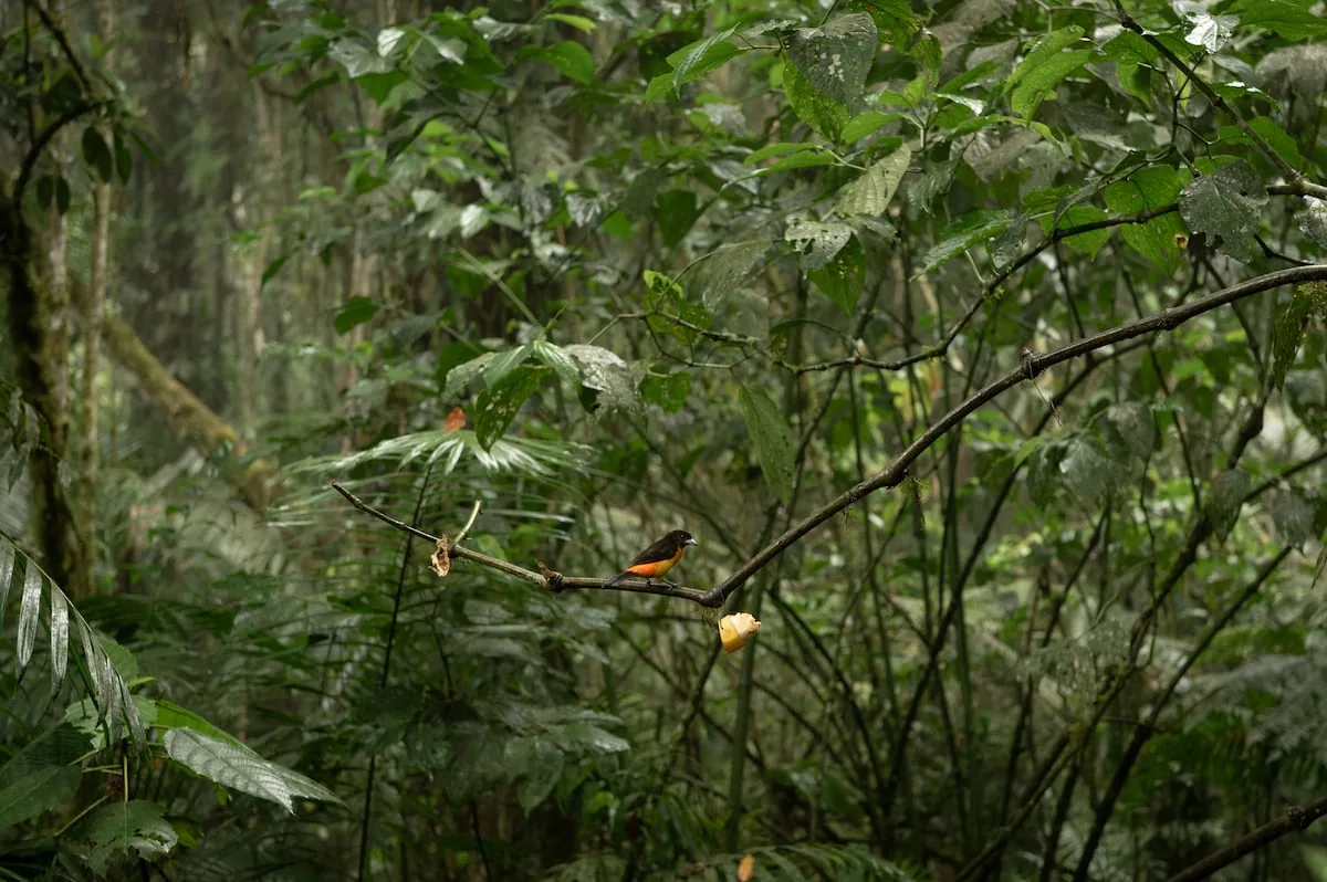 Let's talk about birds