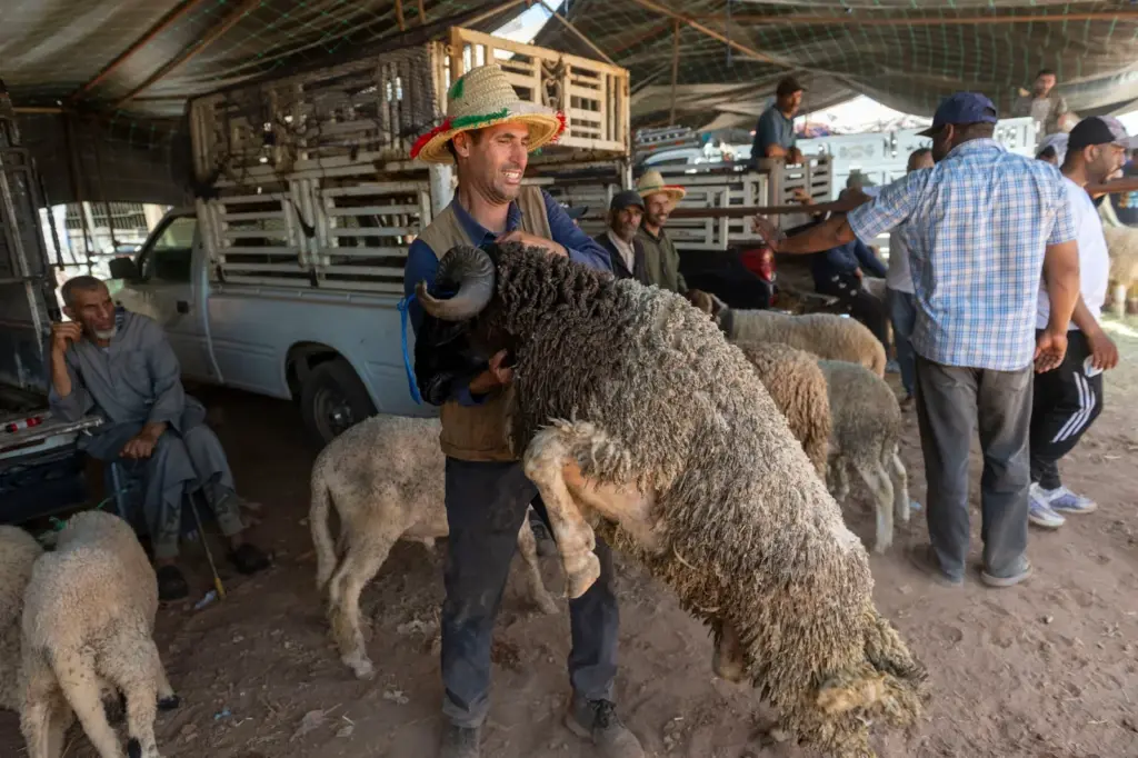 The lambs return to Morocco in a Sacrifice Festival under political tension and social crisis