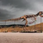 Sotheby’s will auction a ‘T. rex’ dinosaur with a starting price of 20 million dollars