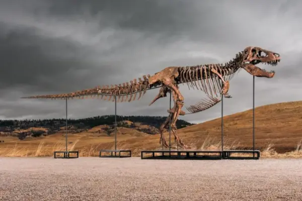 Sotheby’s will auction a ‘T. rex’ dinosaur with a starting price of 20 million dollars