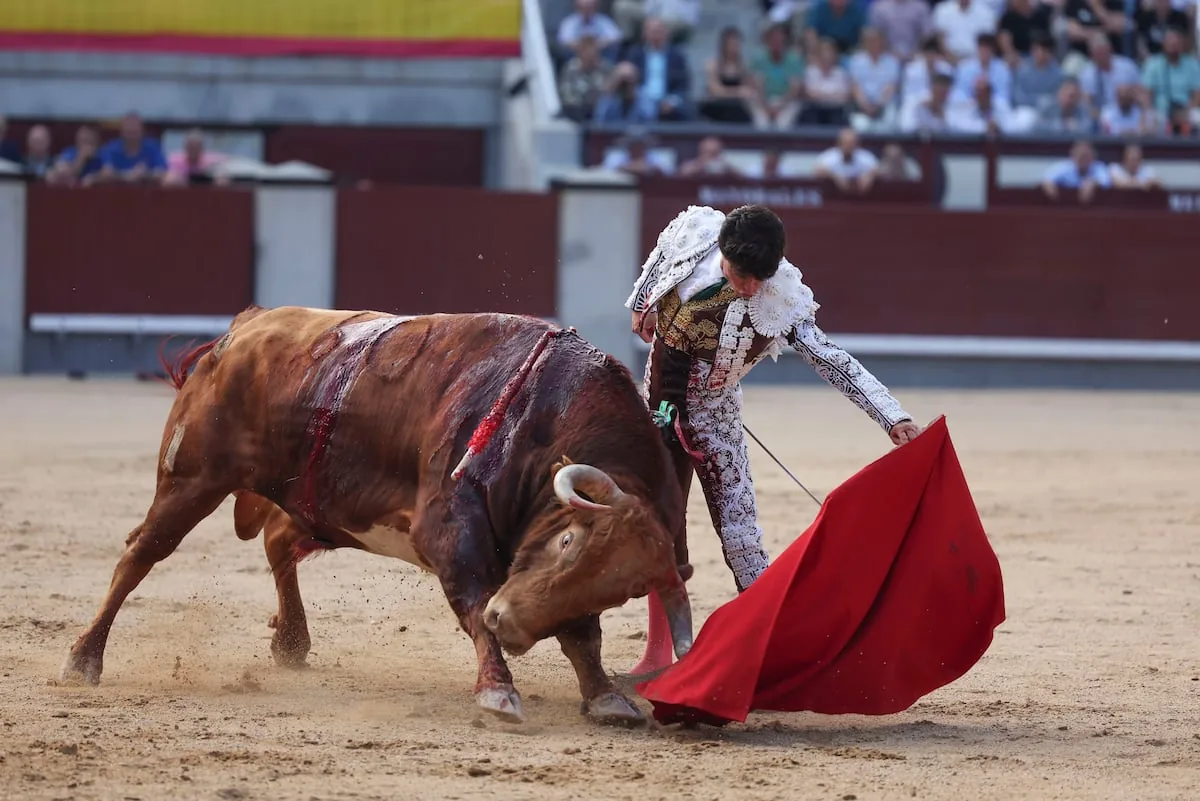The demanding bull of Pedraza de Yeltes