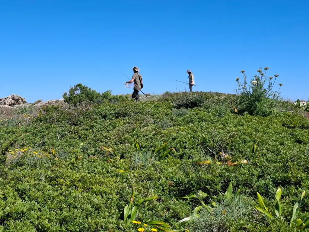This is how invasive snakes swim to the islets, annihilating a unique lizard in the Balearic Islands