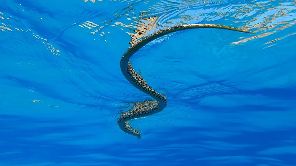 This is how invasive snakes swim to the islets, annihilating a unique lizard in the Balearic Islands