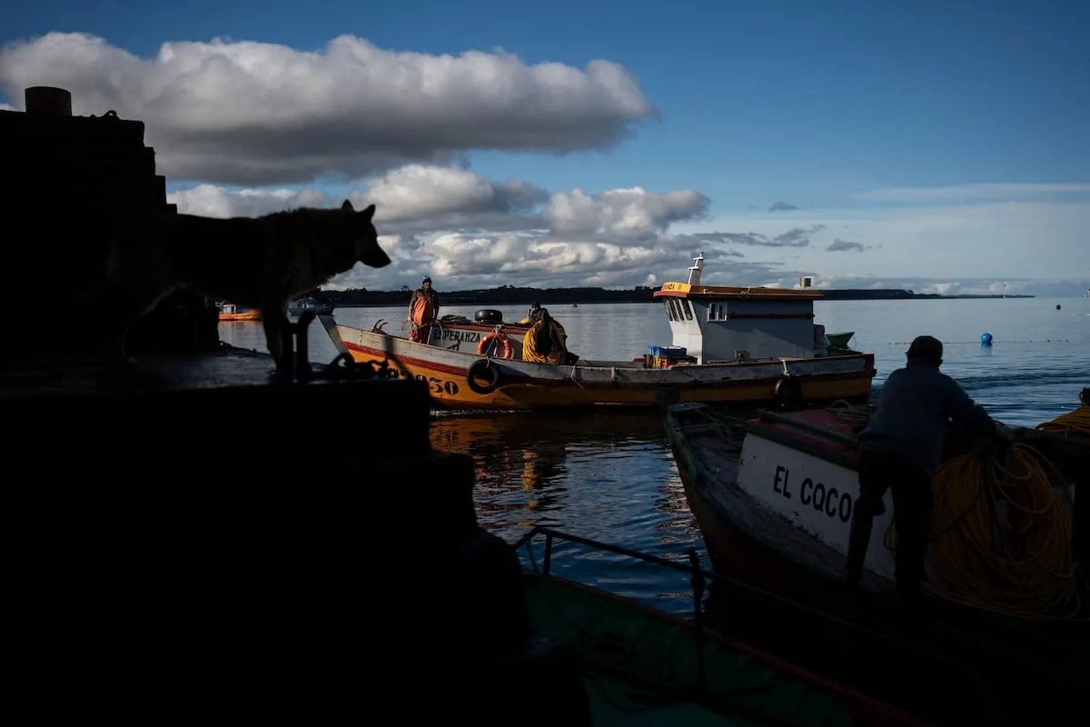 The Chilean salmon industry has a high rate of diver and worker deaths