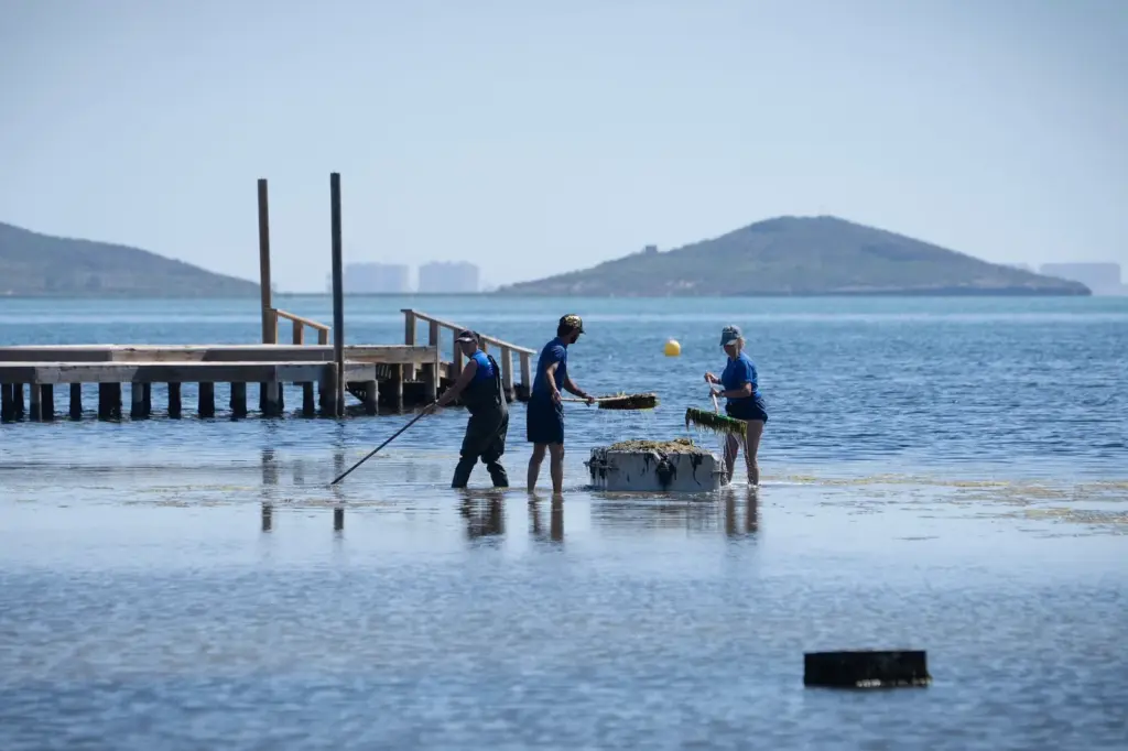 El Mar Menor 10 years after the green soup: the unique lagoon is increasingly "a tiny Mediterranean"