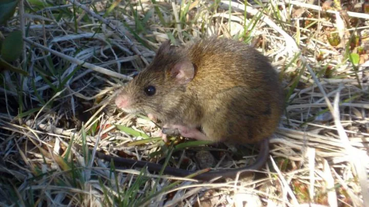 Long-tailed mouse