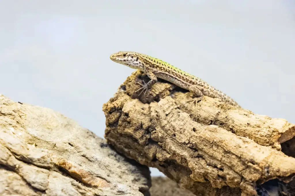 This is how invasive snakes swim to the islets, annihilating a unique lizard in the Balearic Islands