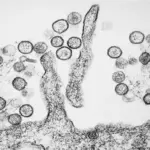 Así es el virus de los Andes, la única cepa de hantavirus que se transmite de persona a persona
