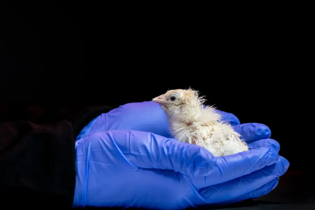The company seeking to de-extinct the mammoth announces the birth of the first chicks hatched from an “artificial egg”