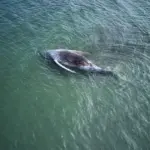 The whale ‘Timmy’ appears dead on the Danish coast after a controversial rescue operation