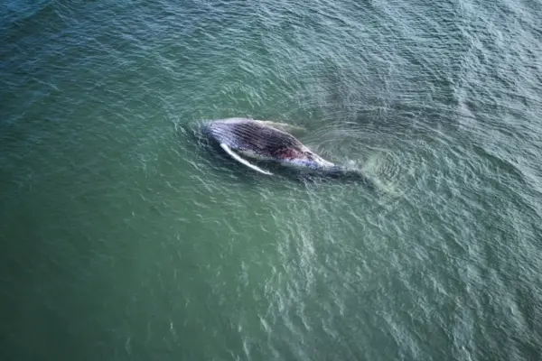 The whale ‘Timmy’ appears dead on the Danish coast after a controversial rescue operation