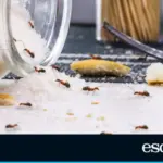The complete guide to getting rid of ants, cockroaches, and other insects at home (and not just in summer)