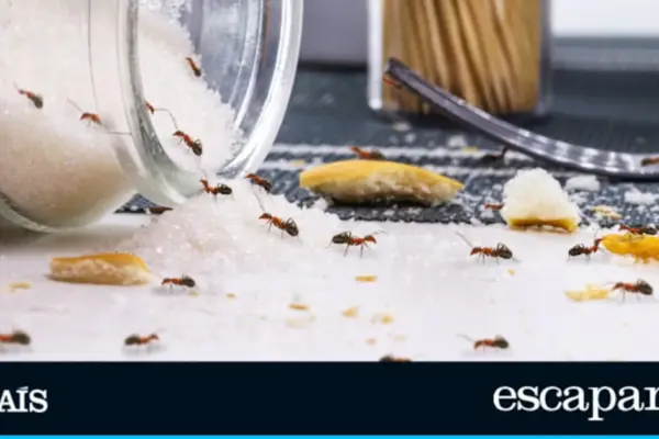 The complete guide to getting rid of ants, cockroaches, and other insects at home (and not just in summer)