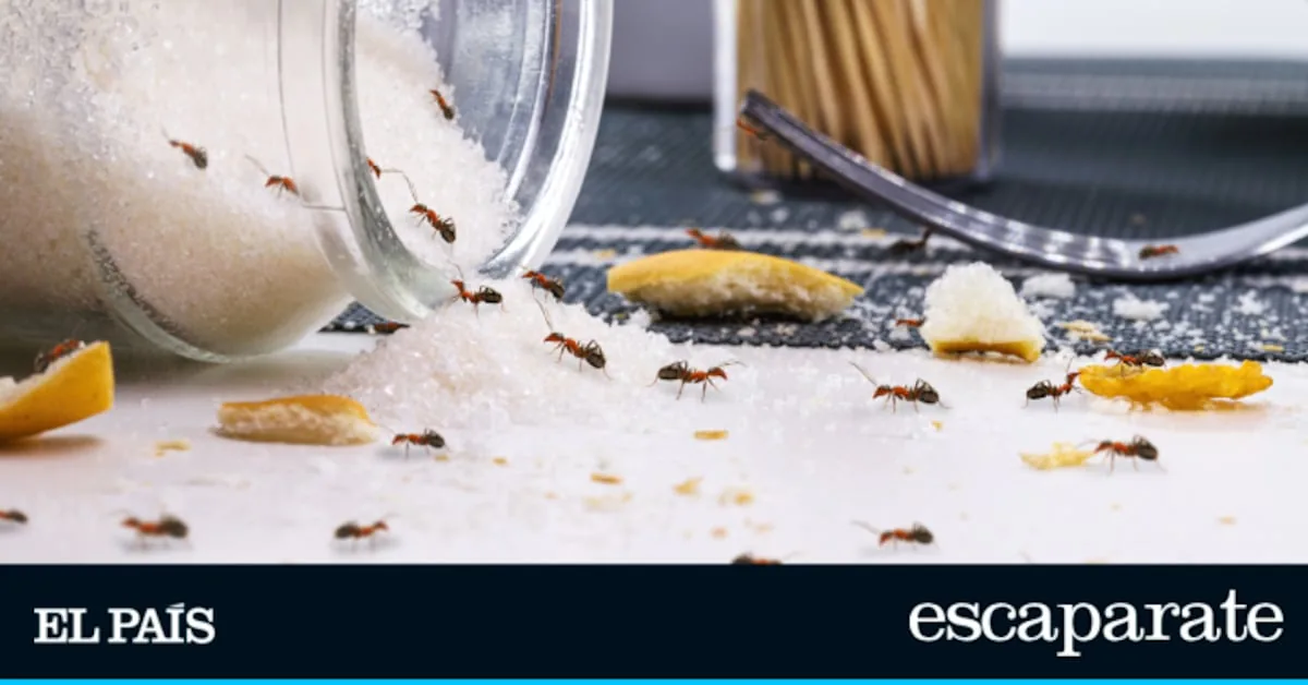 The complete guide to getting rid of ants, cockroaches, and other insects at home (and not just in summer)