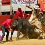 The bull Langosto and the picador Puchano, an exciting fight