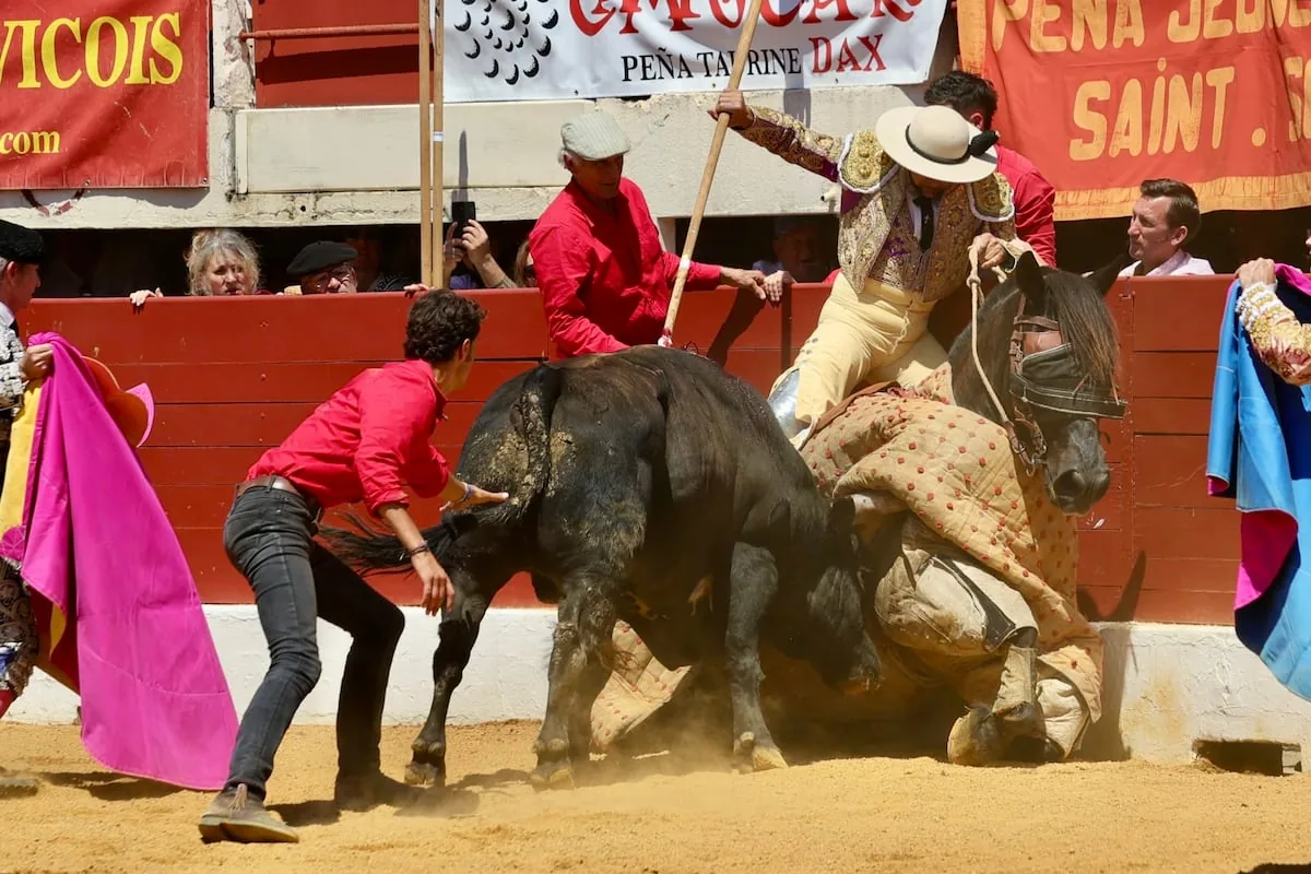 The bull Langosto and the picador Puchano, an exciting fight