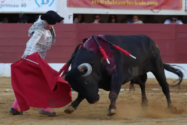 Damián Castaño and the emotion of truth before a Miura bull