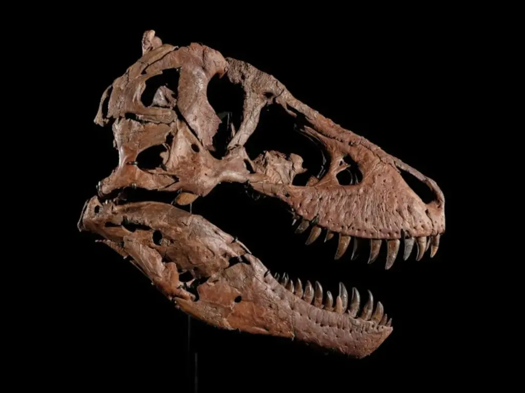 Sotheby’s will auction a ‘T. rex’ dinosaur with a starting price of 20 million dollars