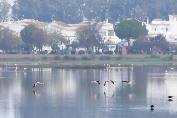 The National Court rejects suspending the boundary delimitation of the Doñana marshes