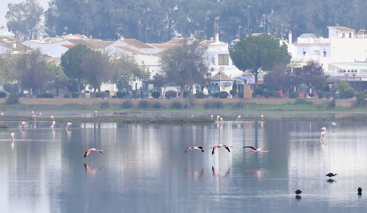 The National Court rejects suspending the boundary delimitation of the Doñana marshes