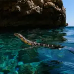 This is how invasive snakes swim to the islets, annihilating a unique lizard in the Balearic Islands
