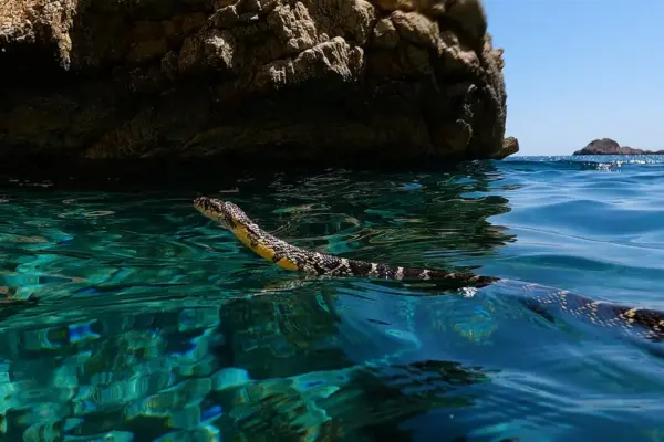 This is how invasive snakes swim to the islets, annihilating a unique lizard in the Balearic Islands
