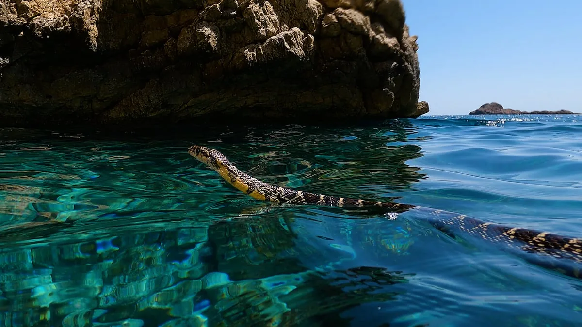 This is how invasive snakes swim to the islets, annihilating a unique lizard in the Balearic Islands