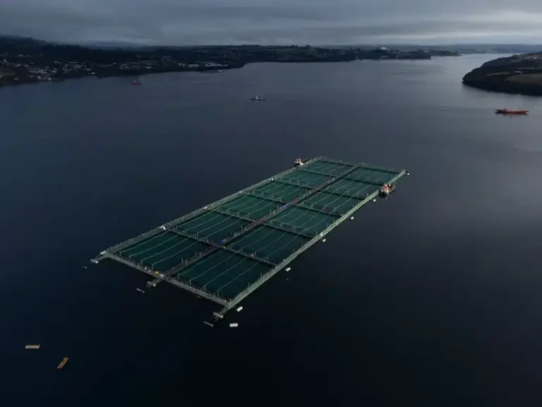 The Chilean salmon industry has a high rate of diver and worker deaths