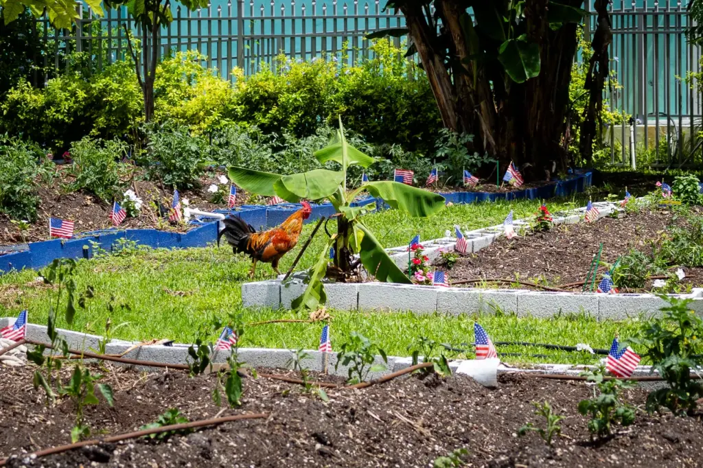 Cultivos en Dunn’s Overtown Farm, una granja urbana comunitaria propiedad del Dr. Marvin Dunn y enfocada en el acceso a alimentos frescos en el barrio de Overtown, en Miami, Florida, Estados Unidos, el miércoles 27 de mayo de 2026