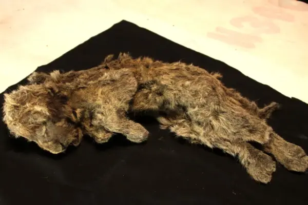 The cave lion was not a lion: DNA reveals a species with nearly two million years of its own history