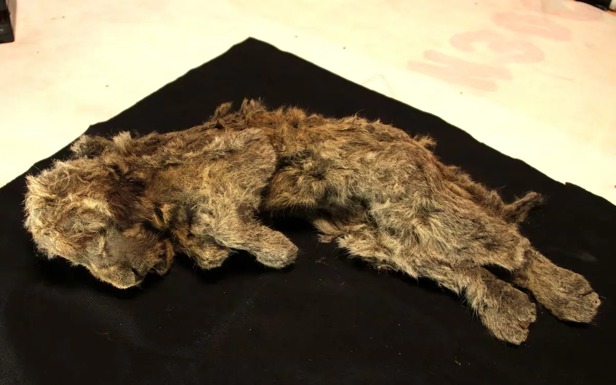 The cave lion was not a lion: DNA reveals a species with nearly two million years of its own history