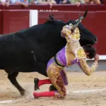 When the bull's breed is in charge…