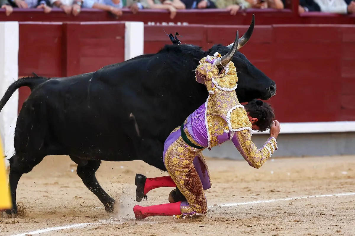 When the bull's breed is in charge…