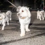 In Spain there are more than 15 million pets