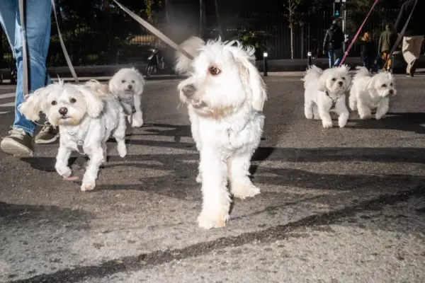 In Spain there are more than 15 million pets