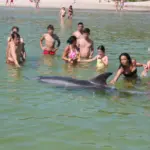 ‘Manoliño’ and other dolphins who risk approaching people to escape their loneliness
