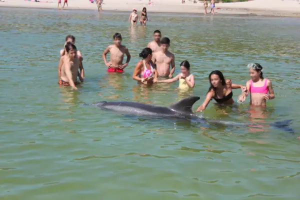 ‘Manoliño’ and other dolphins who risk approaching people to escape their loneliness