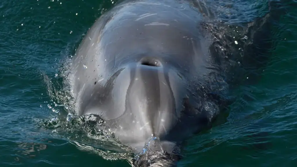 ‘Manoliño’ and other dolphins who risk approaching people to escape their loneliness