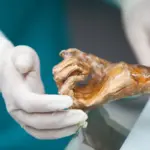 The microbes of Ötzi, the Iceman, awaken thousands of years after his death