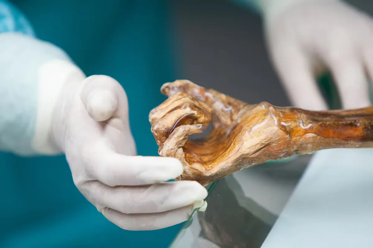 The microbes of Ötzi, the Iceman, awaken thousands of years after his death