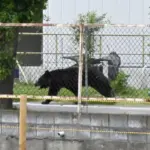 Four injured in bear attacks in northeastern Japan