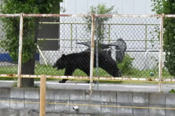 Four injured in bear attacks in northeastern Japan