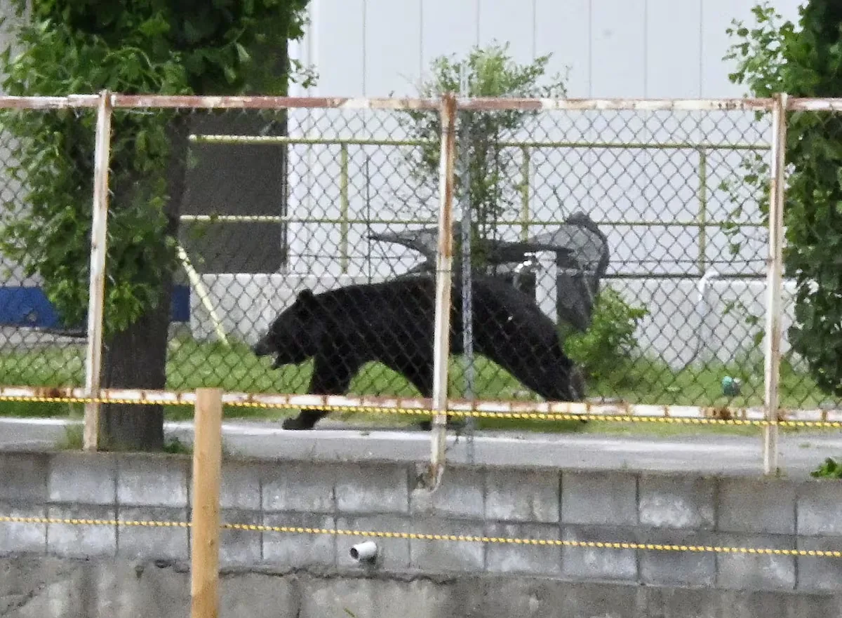Four injured in bear attacks in northeastern Japan