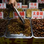 The Europeans' disgust at including insects in their diet comes from afar and is biological