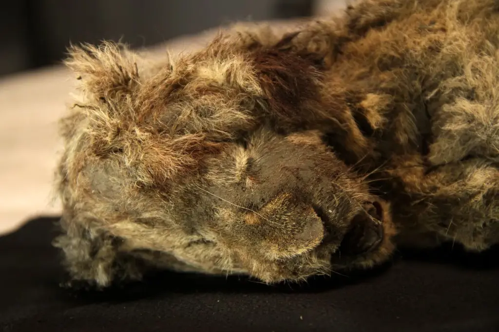 The cave lion was not a lion: DNA reveals a species with nearly two million years of its own history