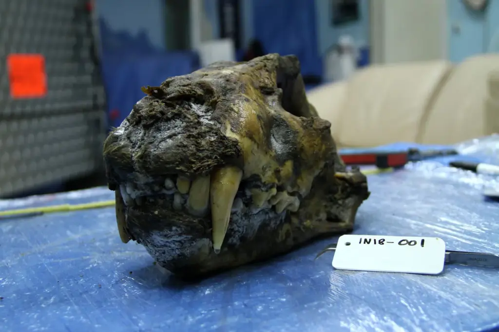 The cave lion was not a lion: DNA reveals a species with nearly two million years of its own history