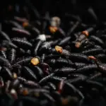 The screwworm reappears in Texas for the first time in 60 years and puts the livestock industry on alert